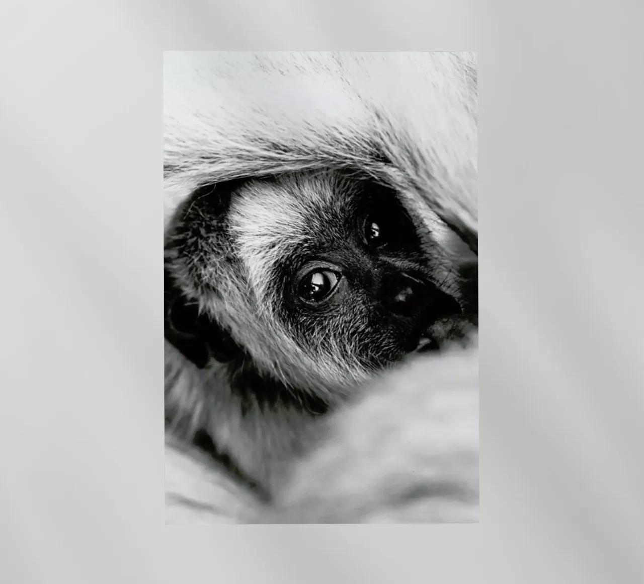 Youngling pellicola backlit da Natural Kingdom