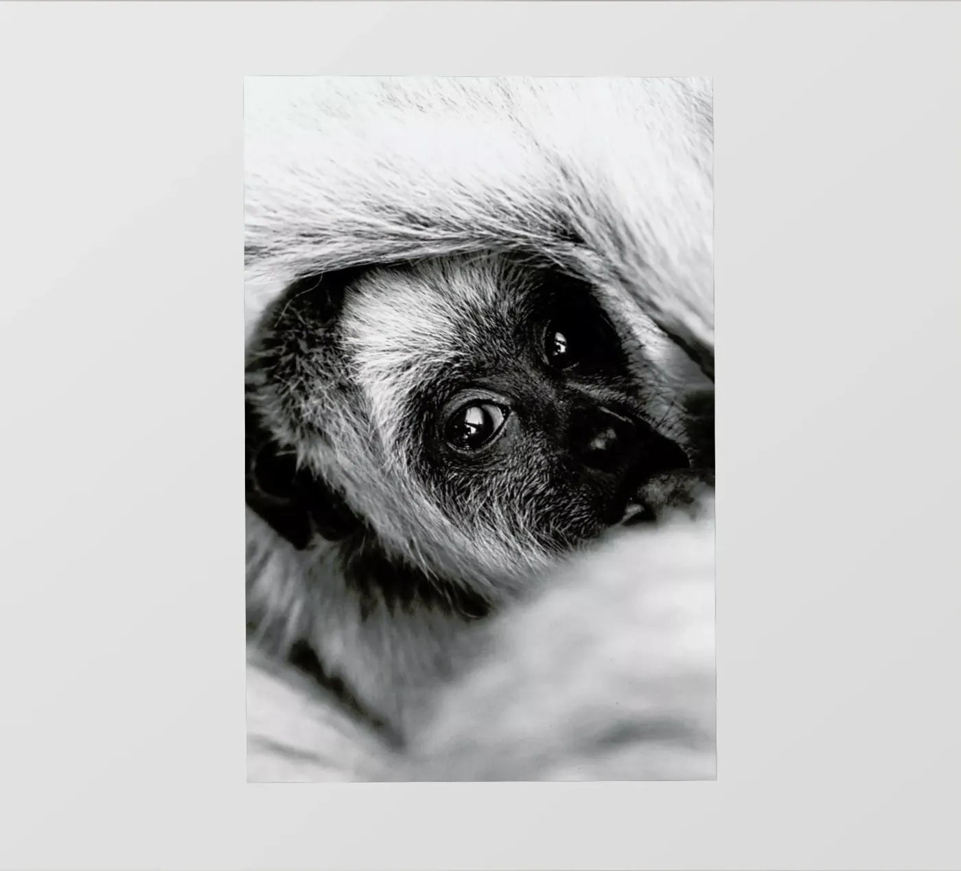 Youngling pellicola backlit da Natural Kingdom