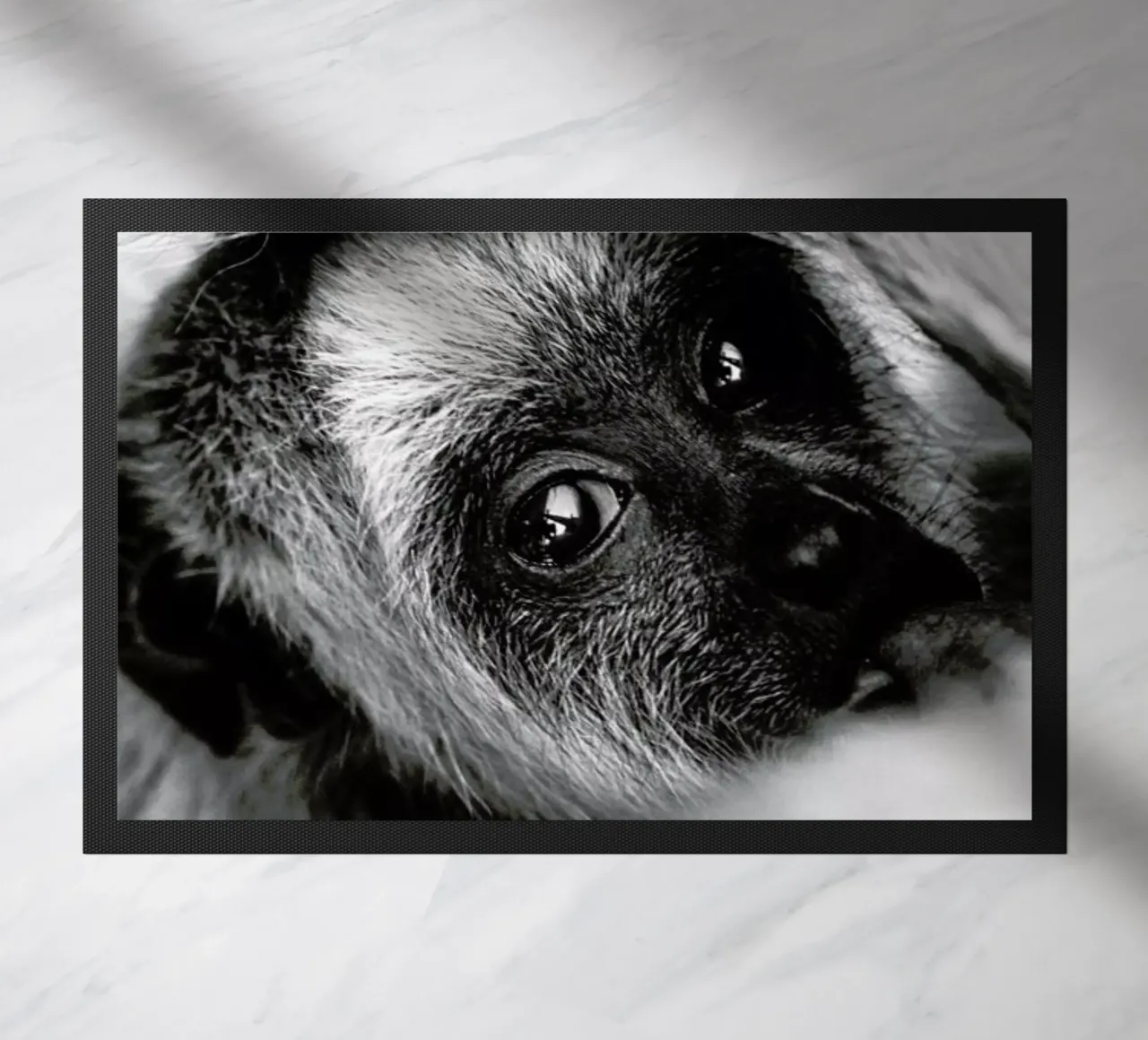 Youngling zerbino da Natural Kingdom