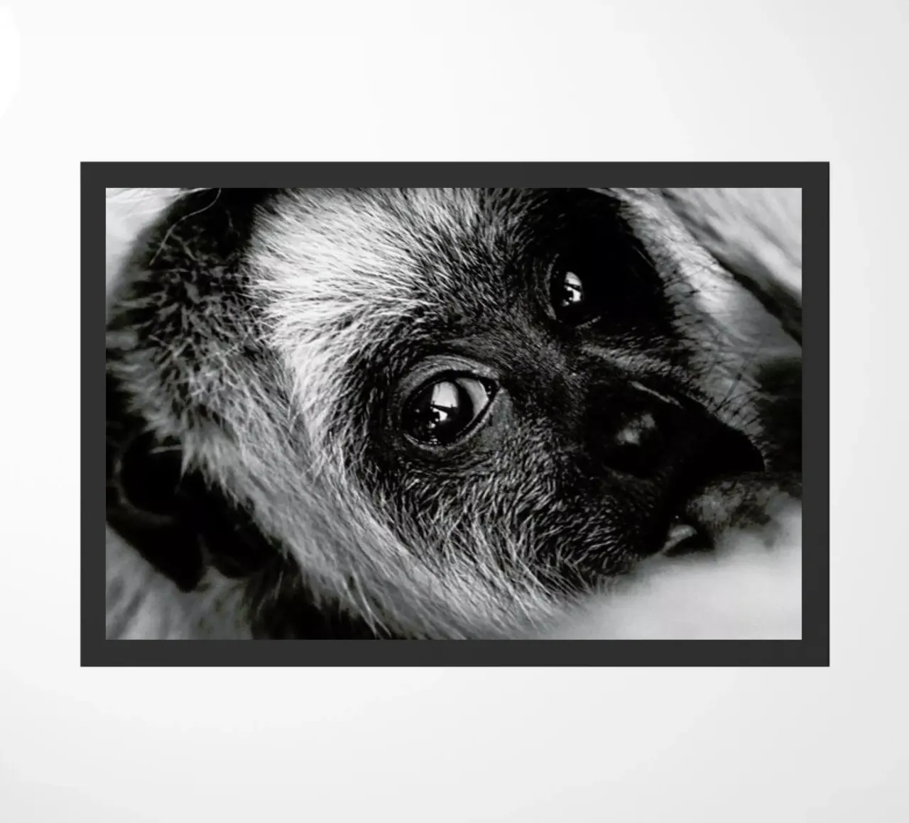 Youngling zerbino da Natural Kingdom