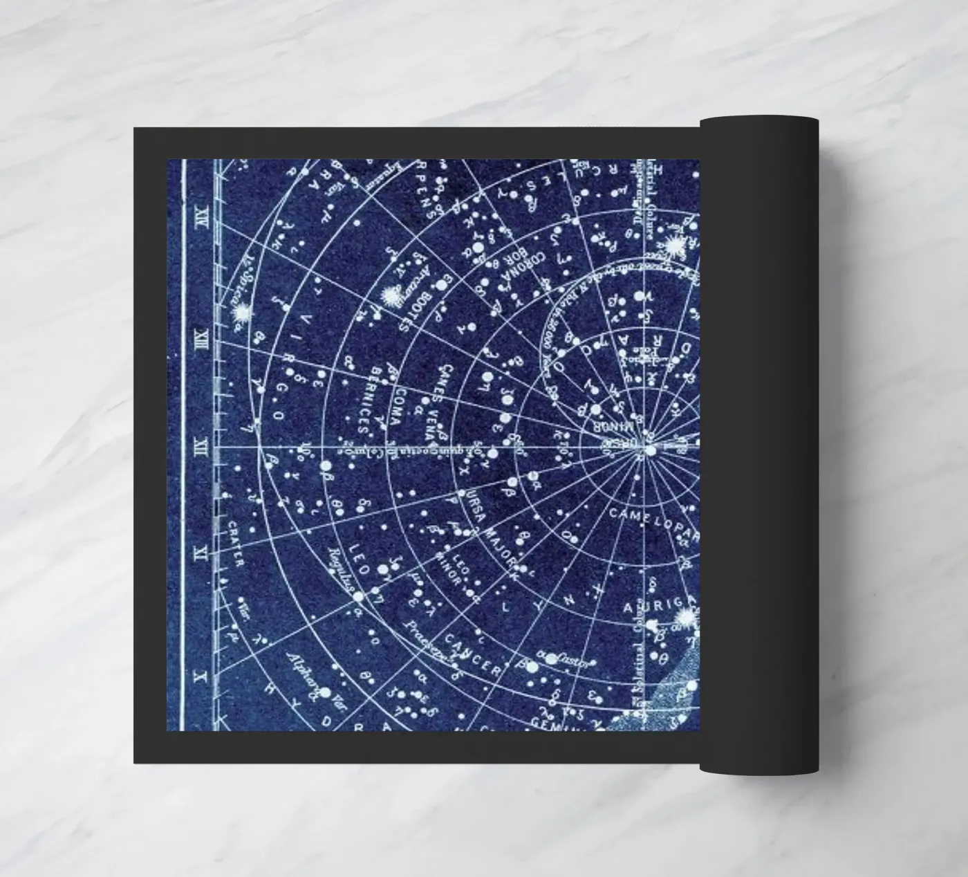 Constellations zerbino da Flora & Fauna
