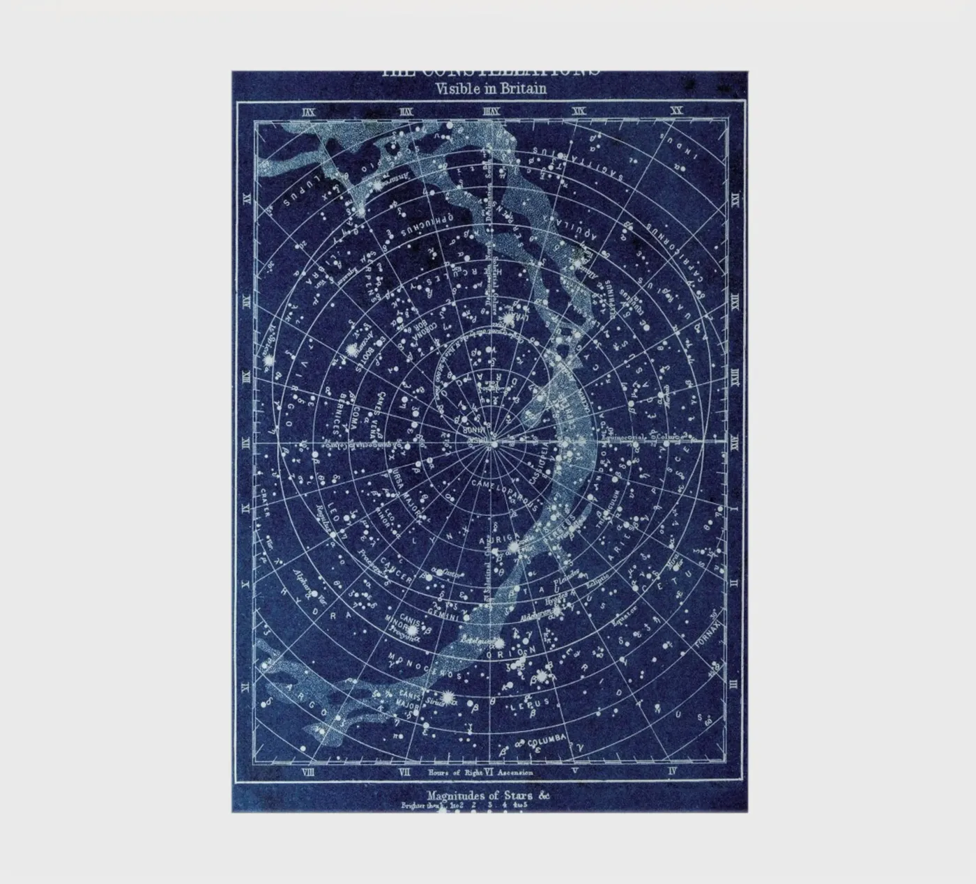 Constellations notebook by Flora & Fauna