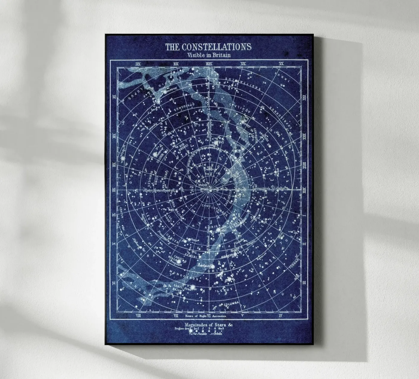 Constellations plexiglas de Flora & Fauna