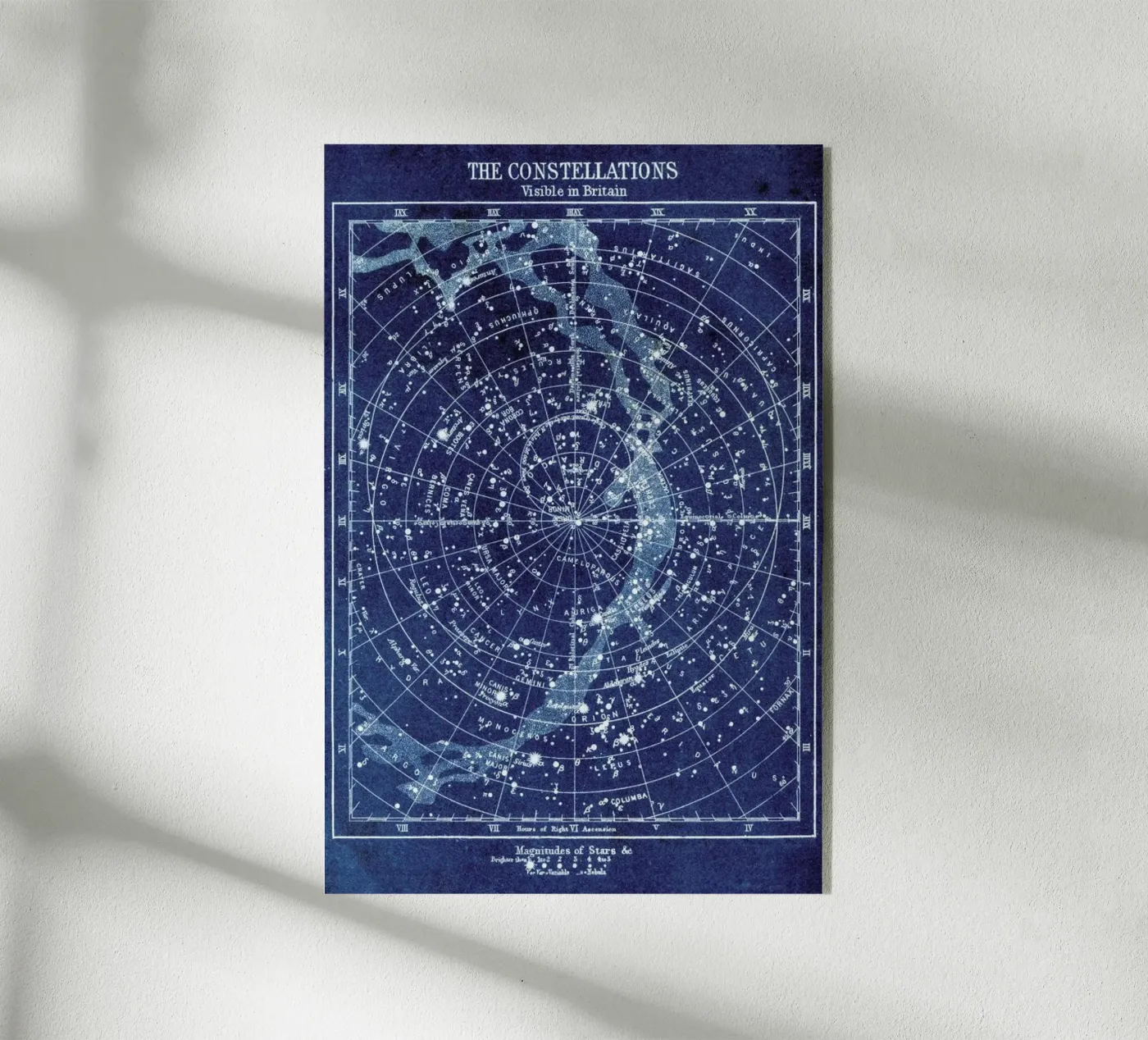 Constellations plexiglas de Flora & Fauna