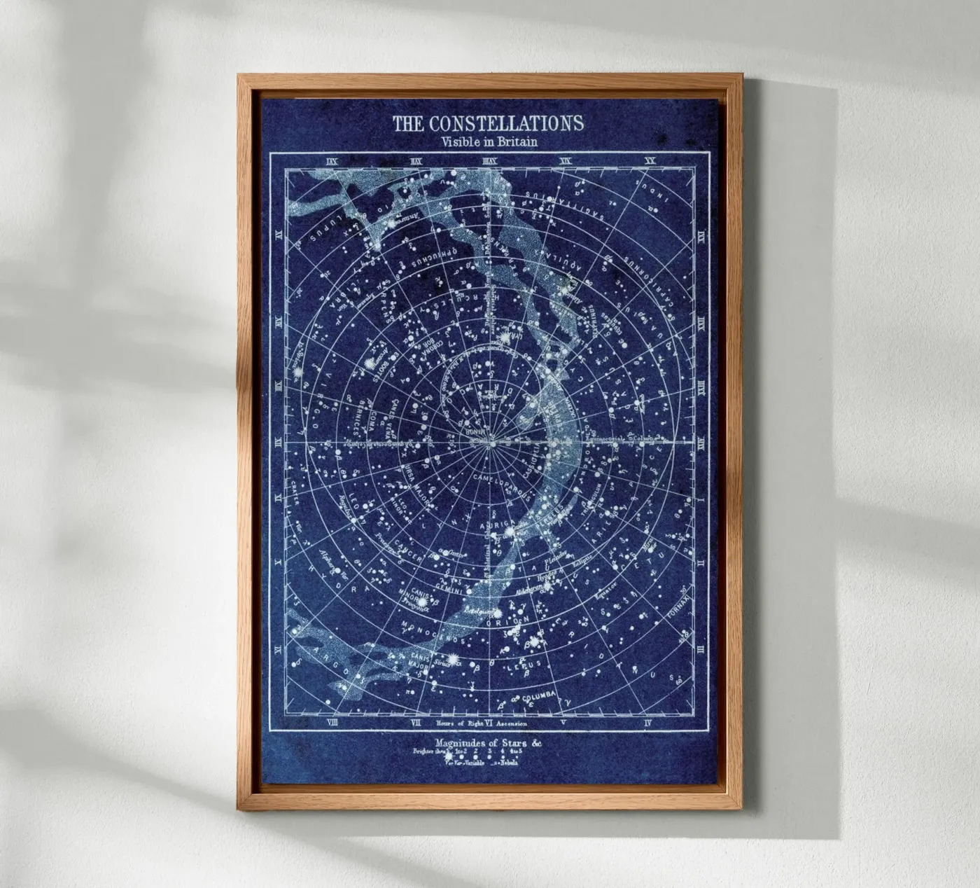 Constellations forex plate by Flora & Fauna