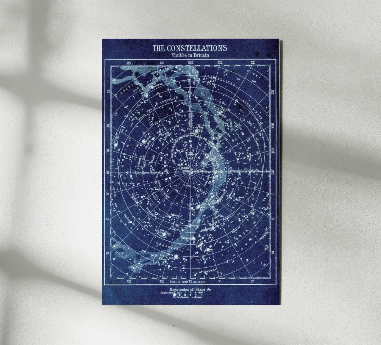 Constellations forex plate by Flora & Fauna
