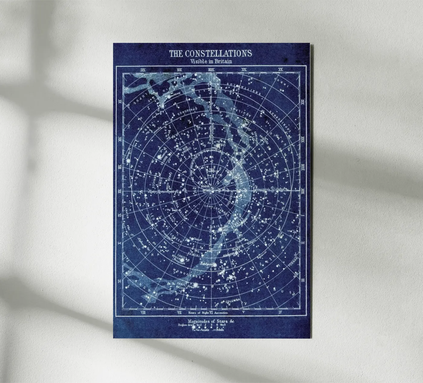 Constellations forex-plaat van Flora & Fauna