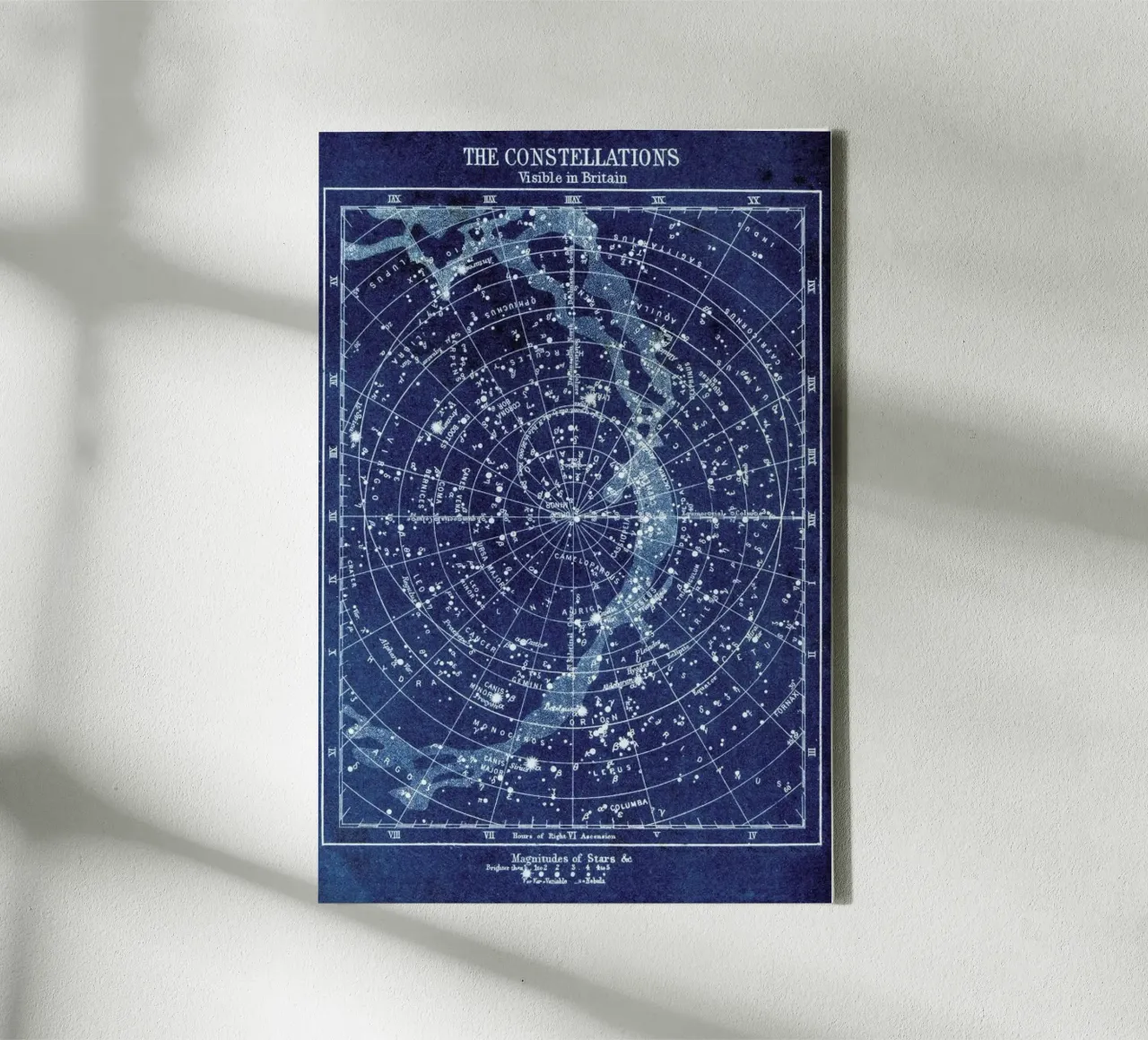 Constellations tela da Flora & Fauna