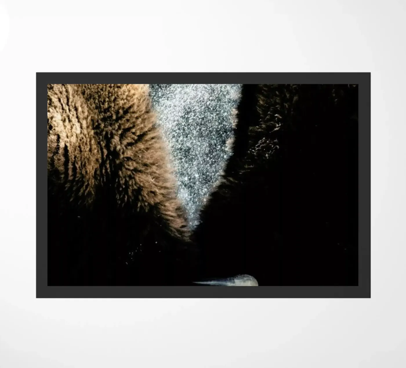 Interlocked zerbino da Natural Kingdom