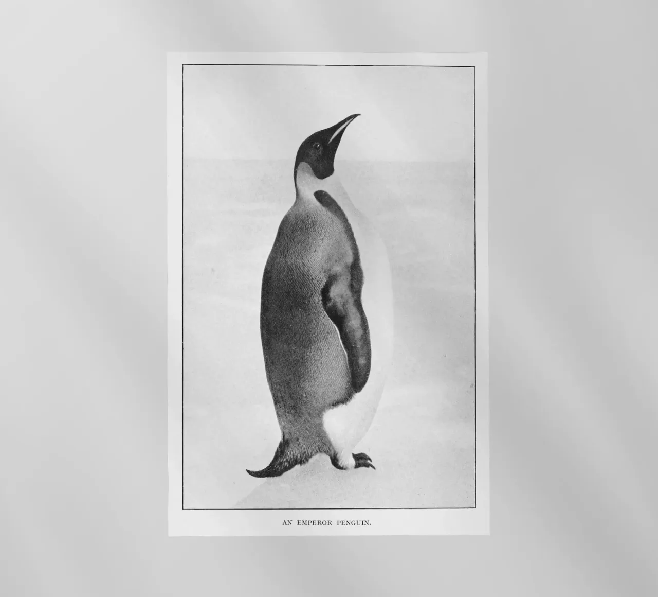 ice cold penguin pellicola backlit da vintageshop