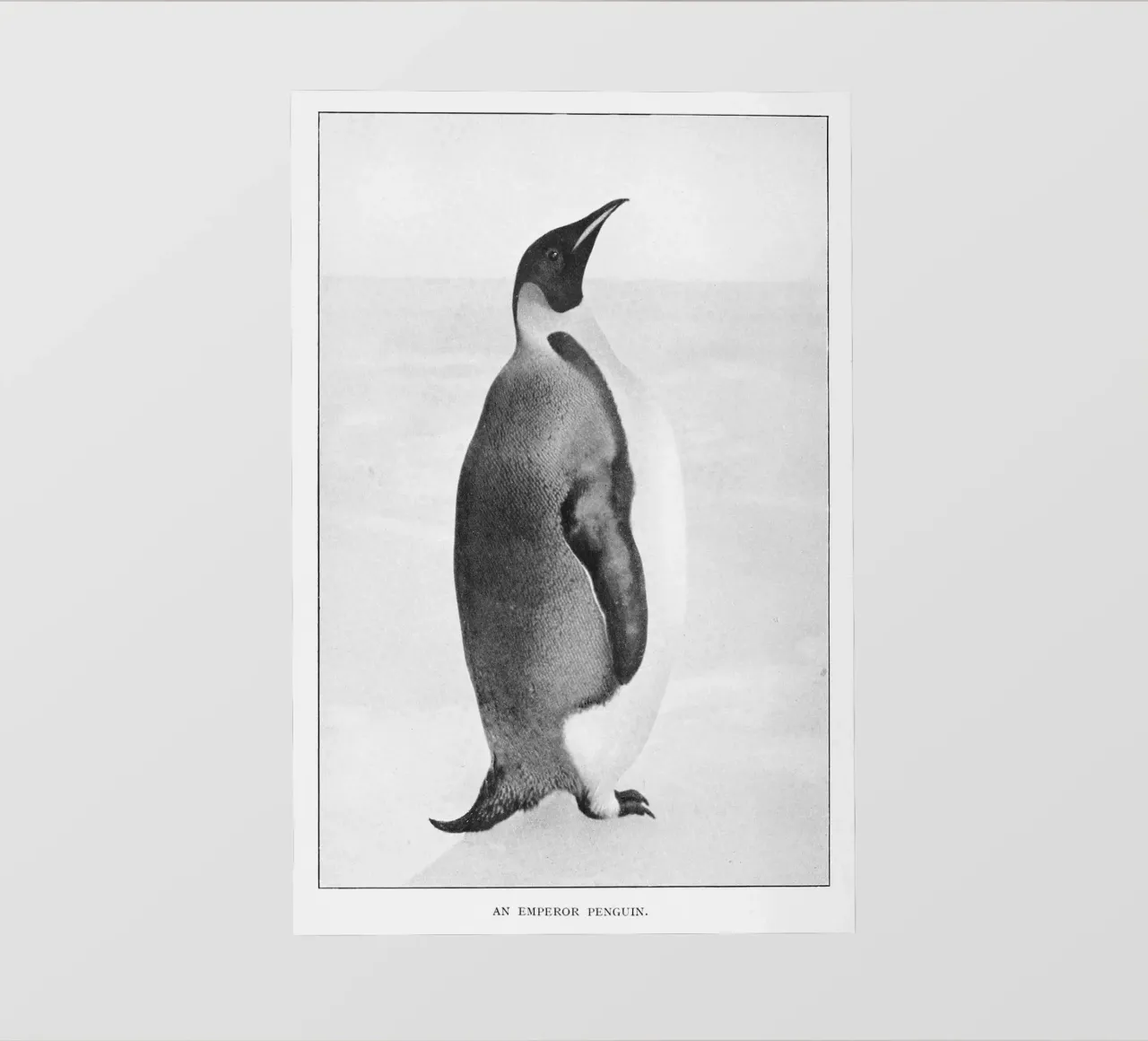 ice cold penguin pellicola backlit da vintageshop