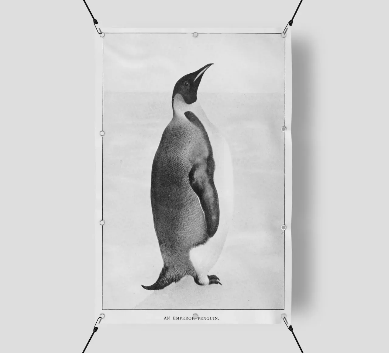 ice cold penguin telo in pvc da vintageshop