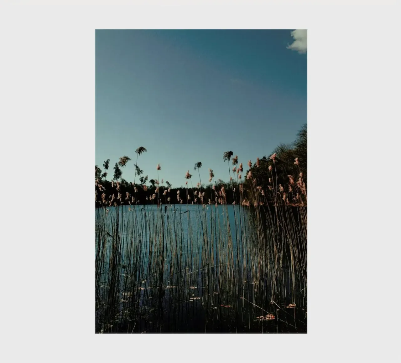 Nature — Grass In A Lake notebook by Sebastian Hilgetag