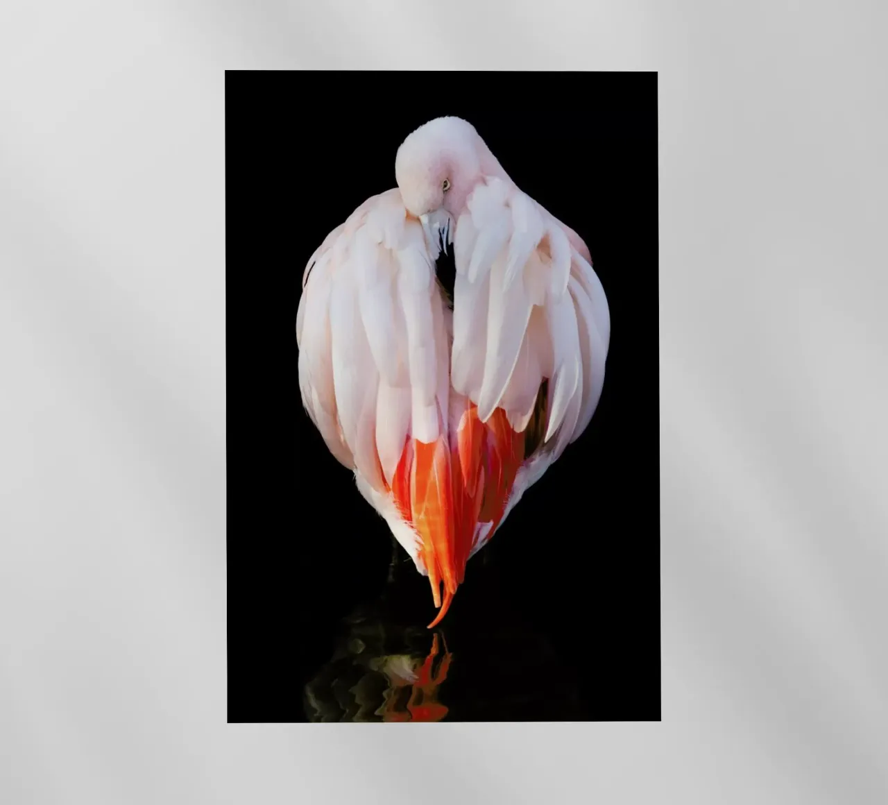 Flamingo in Reflection pellicola backlit da Natural Kingdom