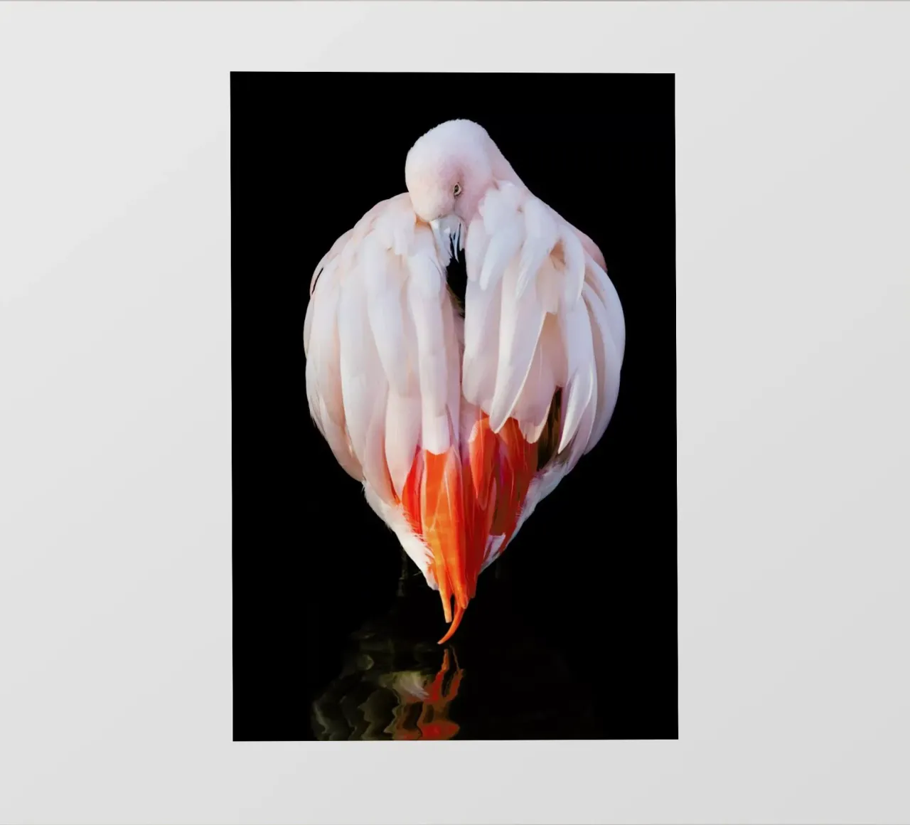 Flamingo in Reflection pellicola backlit da Natural Kingdom