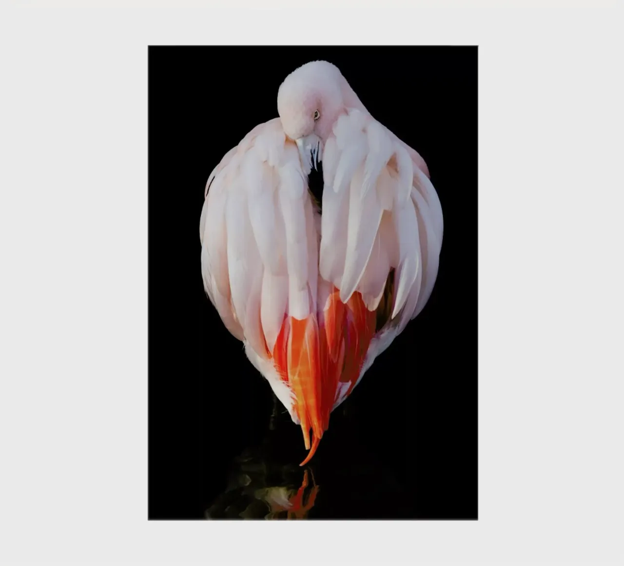 Flamingo in Reflection notebook by Natural Kingdom