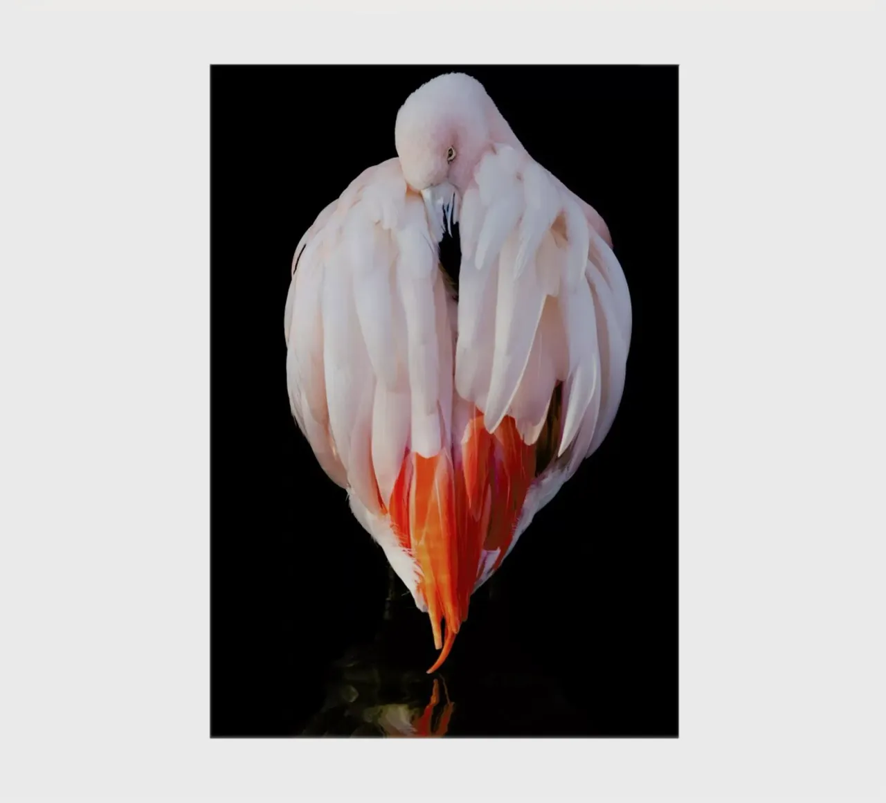 Flamingo in Reflection notebook by Natural Kingdom