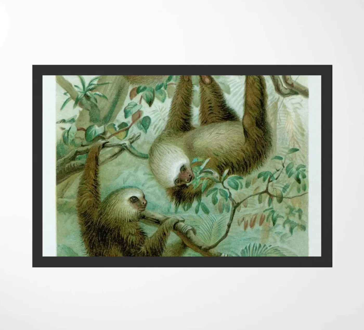 Sloths zerbino da Flora & Fauna