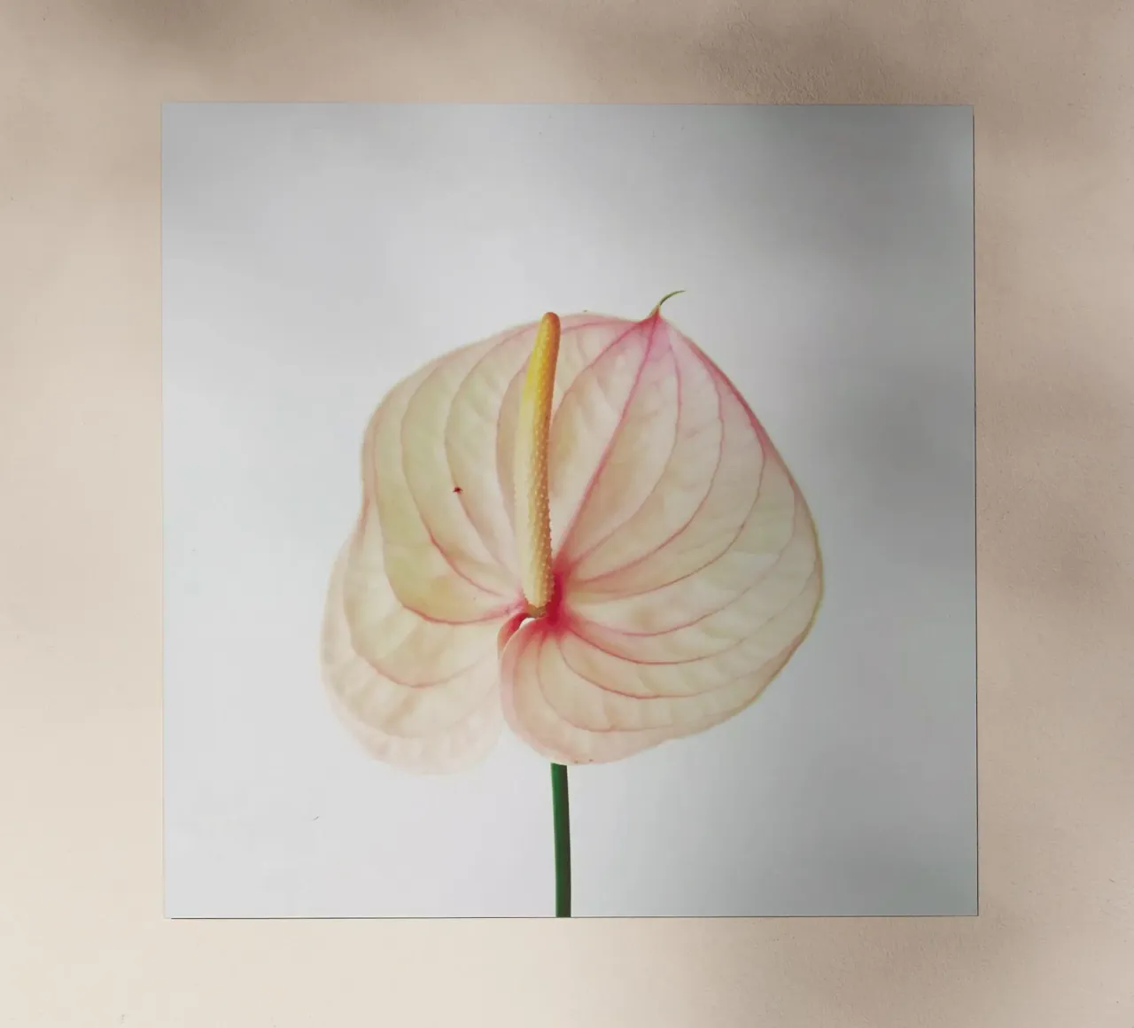 Giglio di Calla II pellicola backlit da Cassia Beck Photography