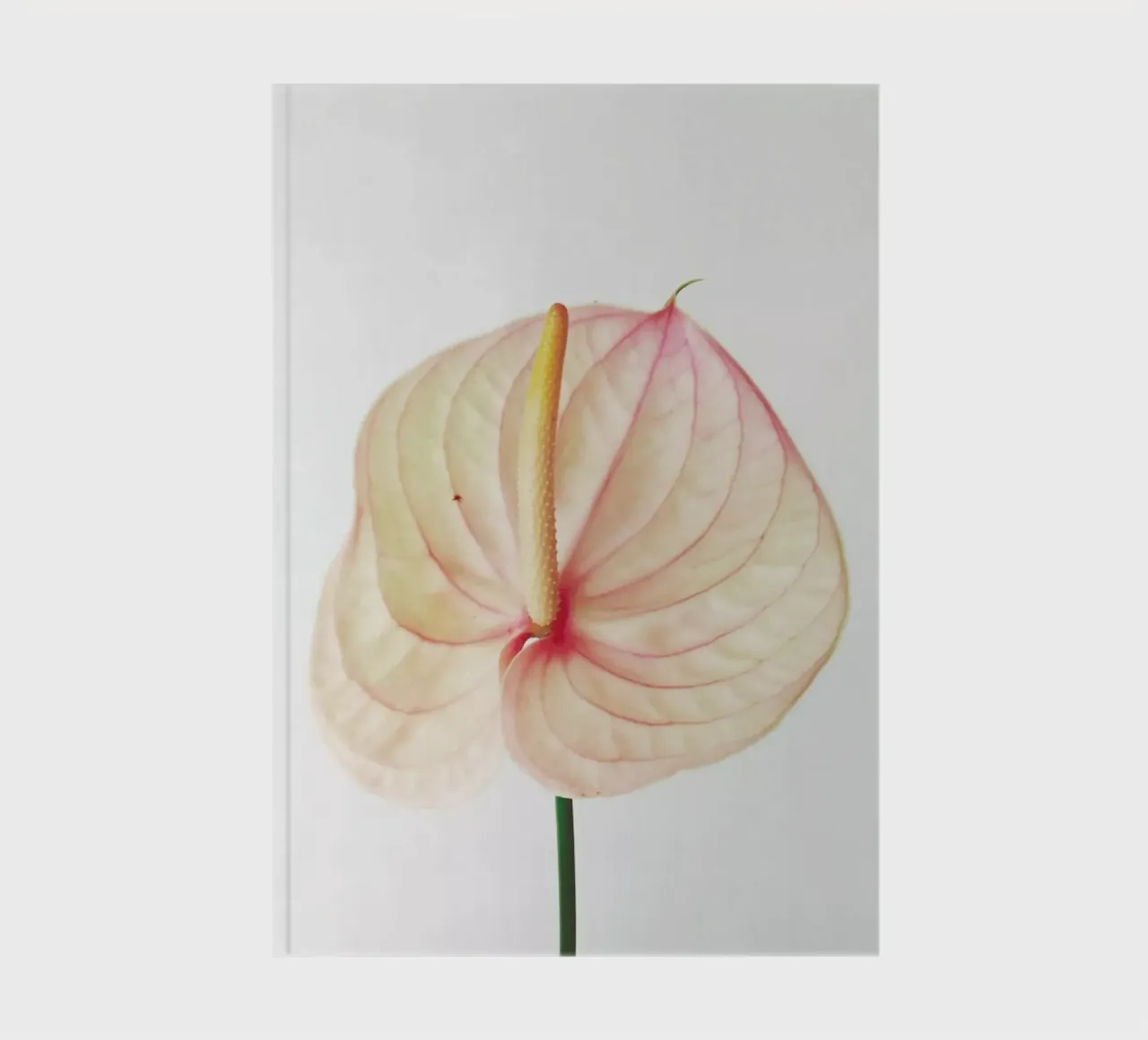 Calla Lily II notebook by Cassia Beck Photography
