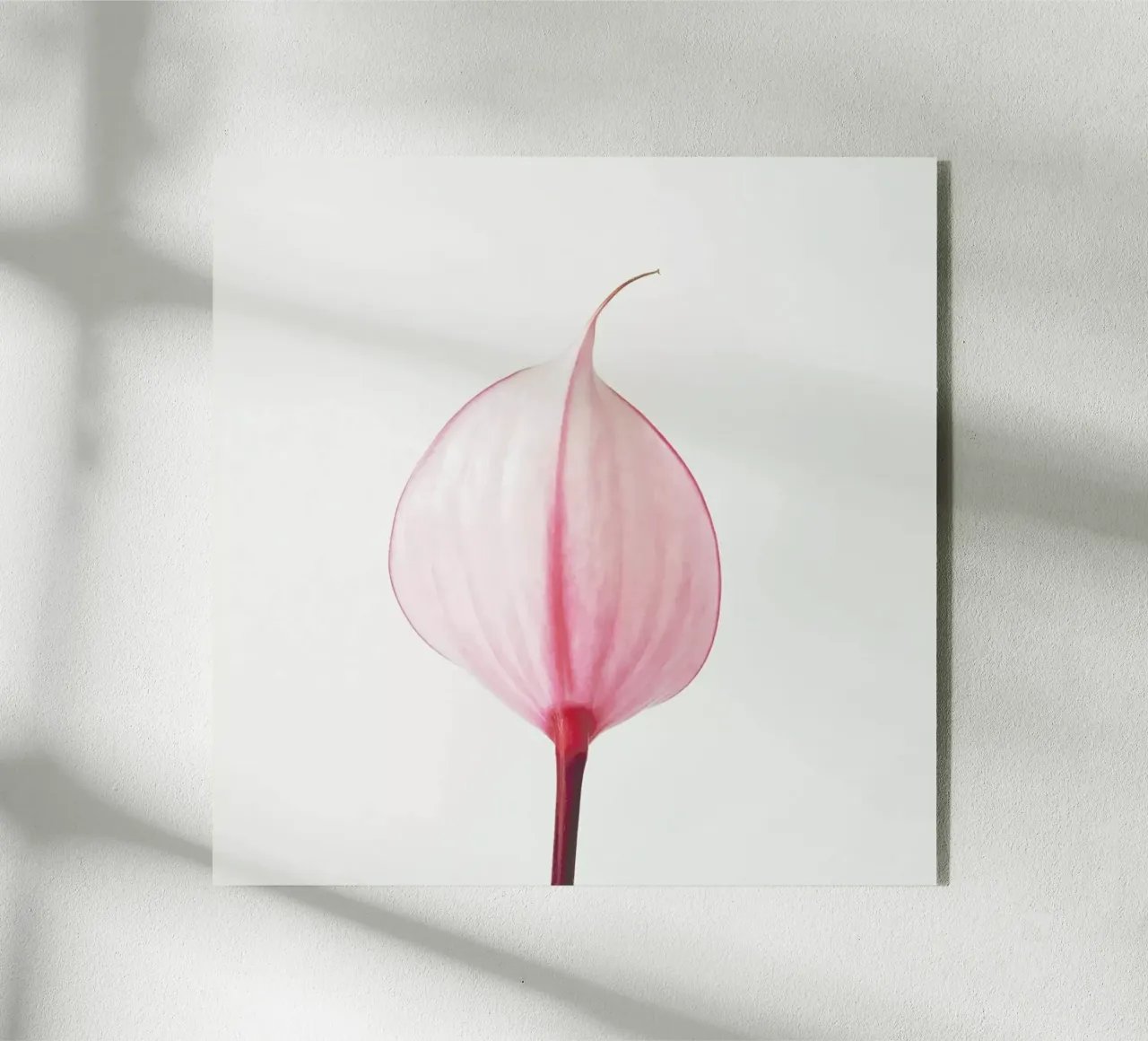 Pink Calla Lily II plexiglass da Cassia Beck Photography