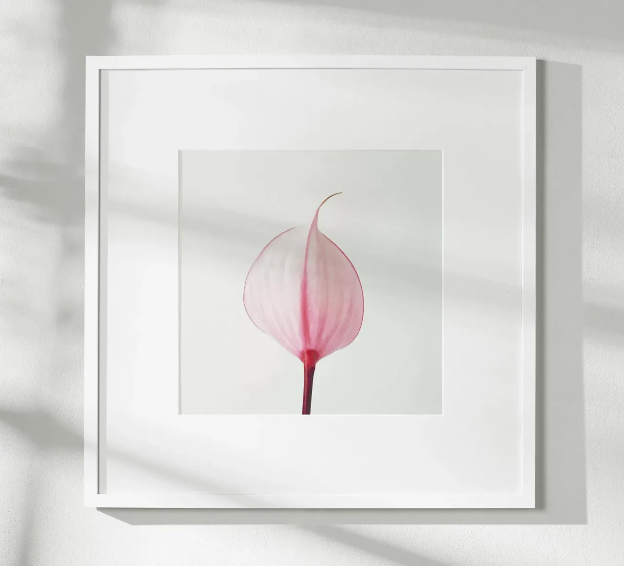 Pink Calla Lily II carta hahnemühle da Cassia Beck Photography