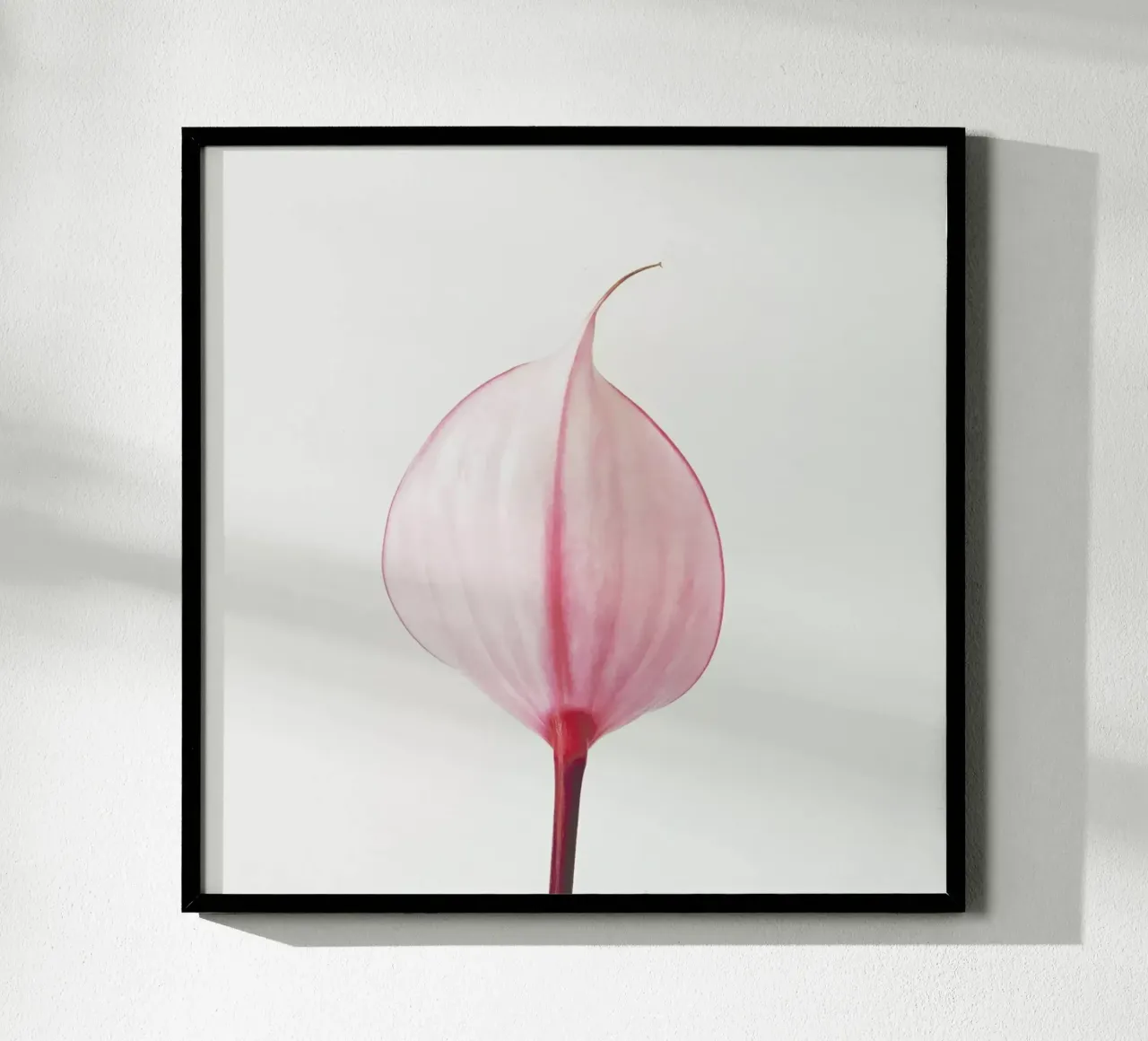 Pink Calla Lily II carta hahnemühle da Cassia Beck Photography