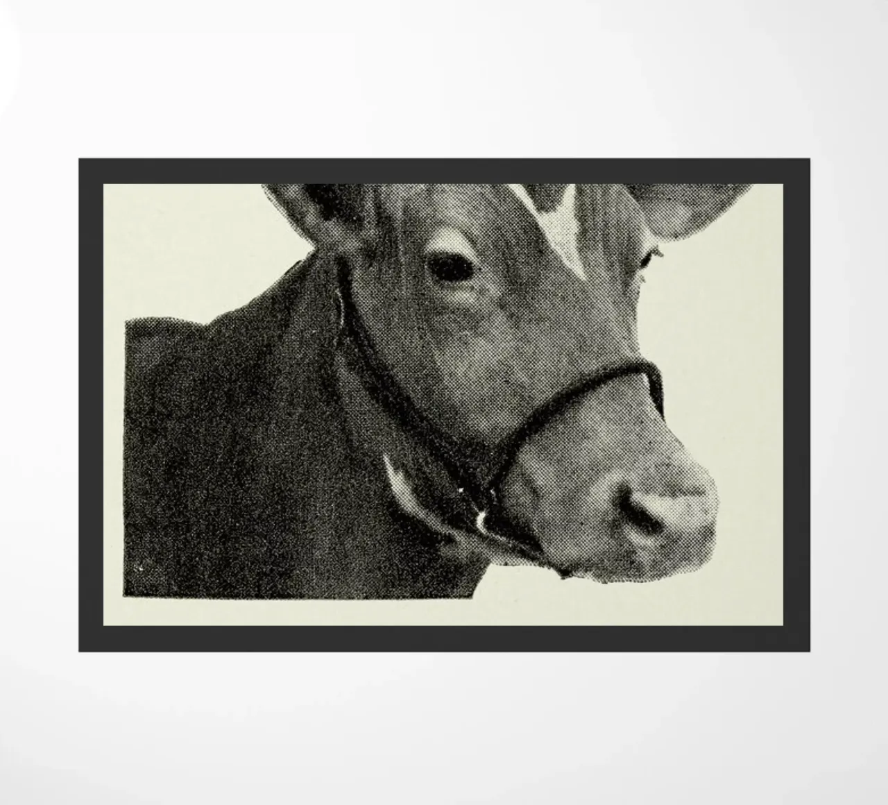 First Lady zerbino da Flora & Fauna