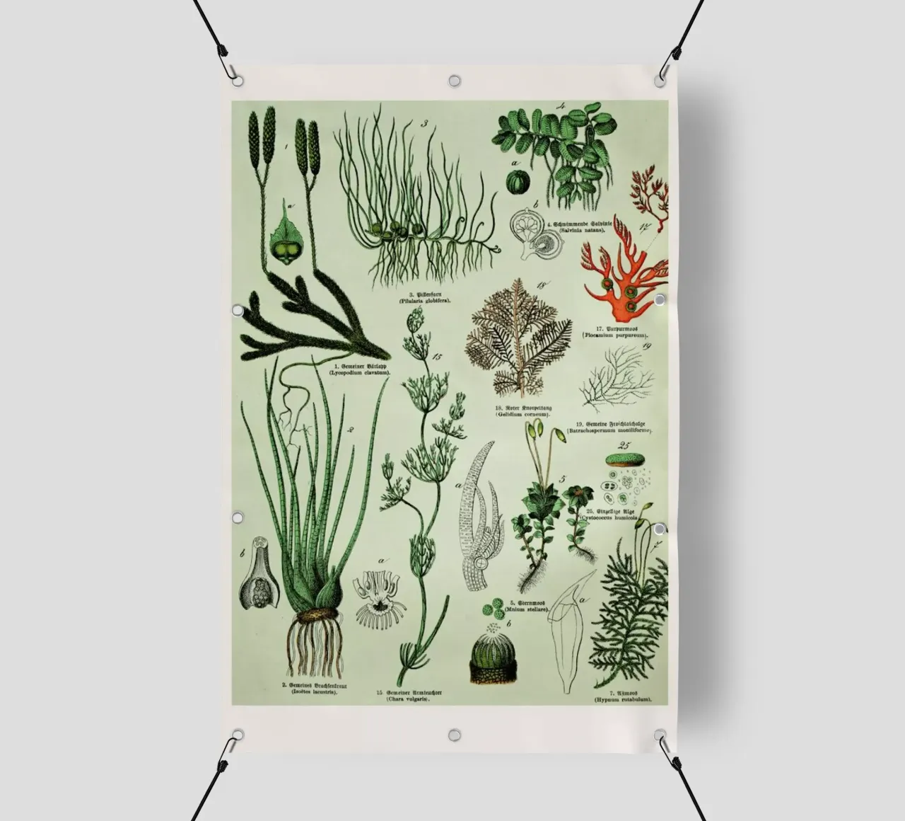 Auf Dem Grünen Zweig telo in pvc da Flora & Fauna
