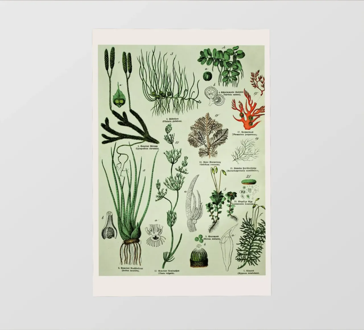 Auf Dem Grünen Zweig telo in pvc da Flora & Fauna