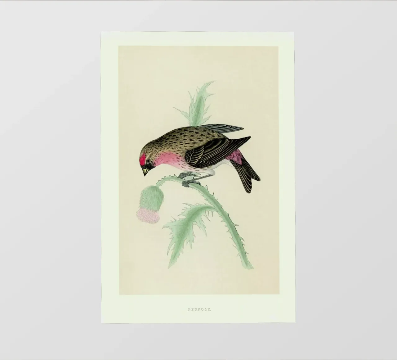 Redpole Bird telo in pvc da Flora & Fauna