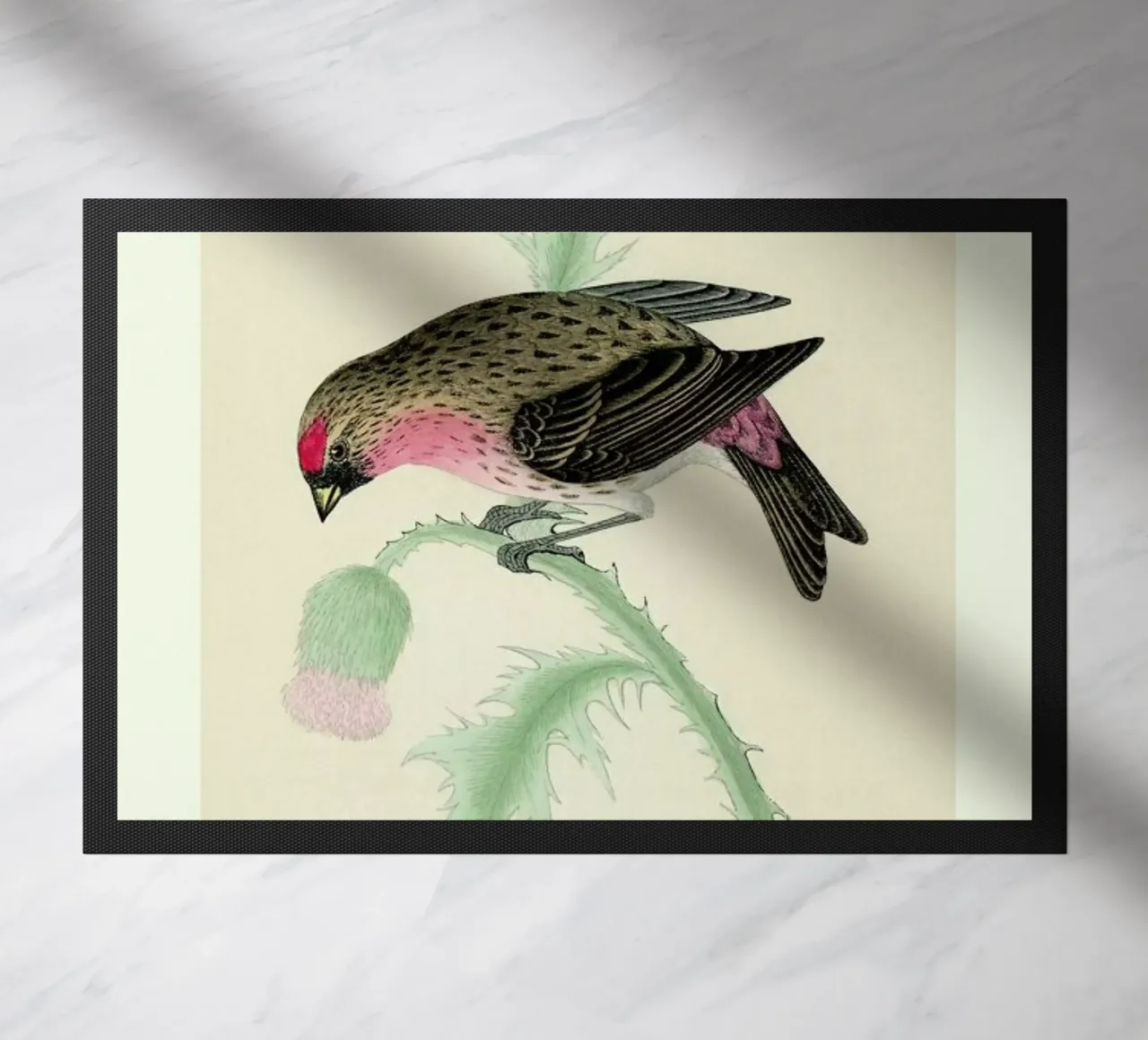 Redpole Bird zerbino da Flora & Fauna