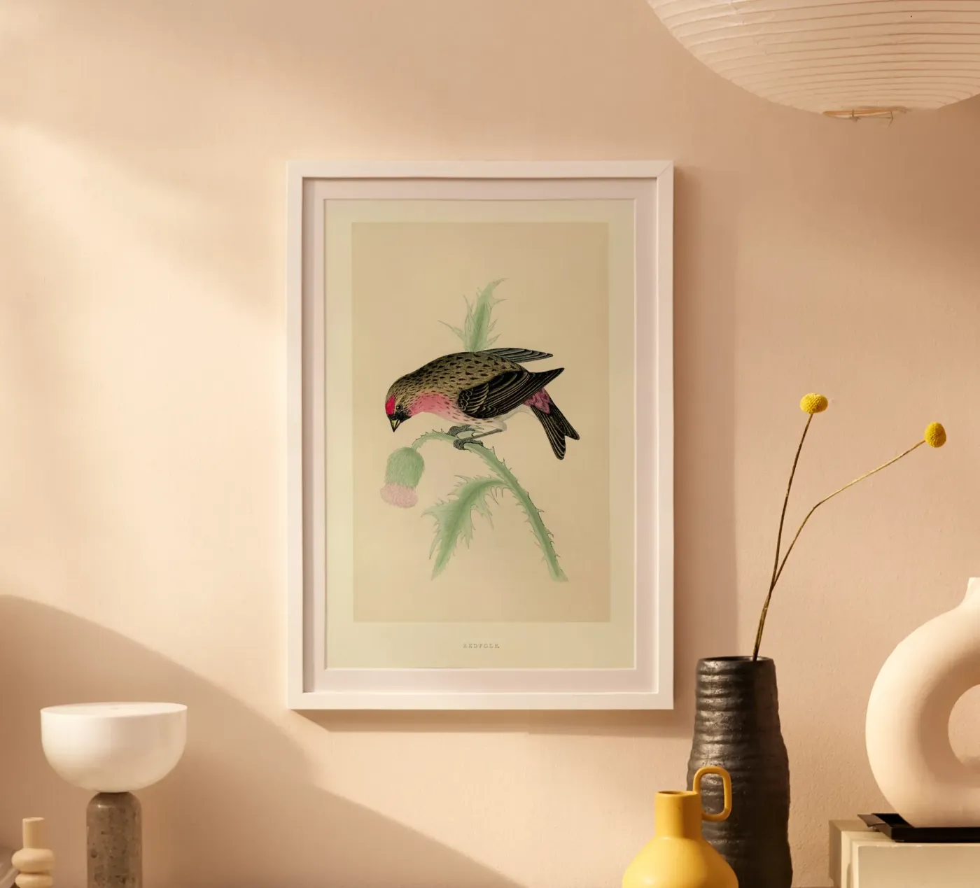 Redpole Bird poster da Flora & Fauna