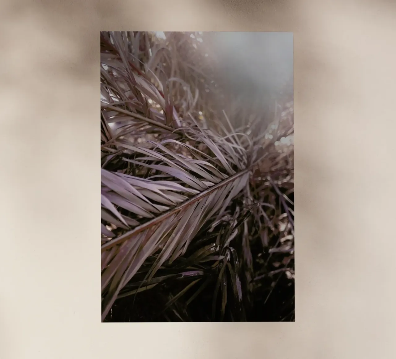 Bleached Palms pellicola backlit da Chris Abatzis