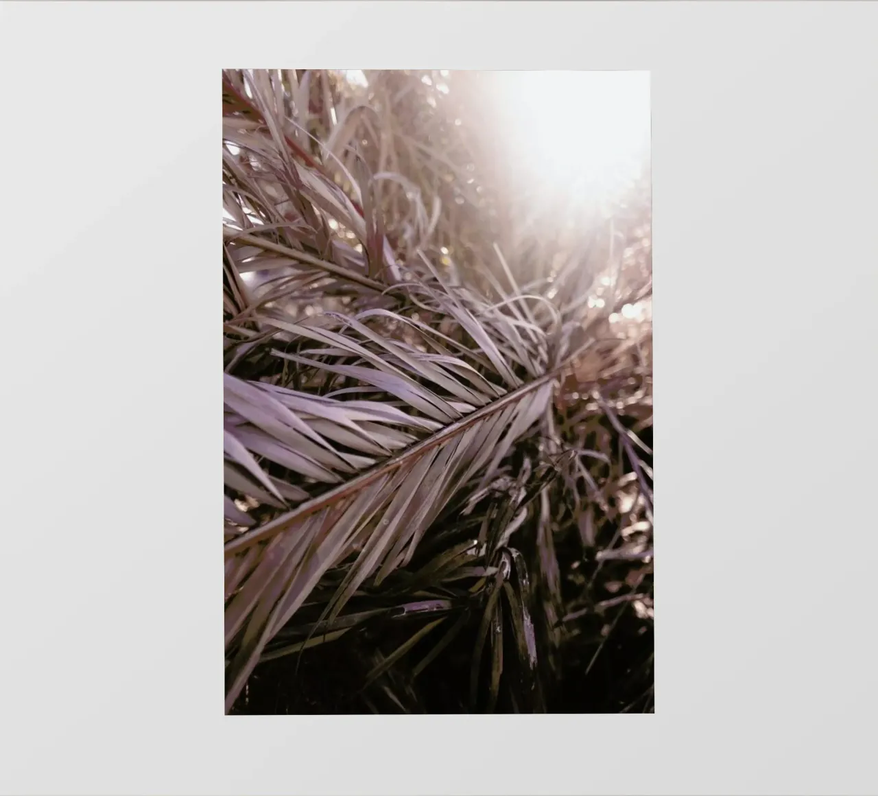 Bleached Palms pellicola backlit da Chris Abatzis