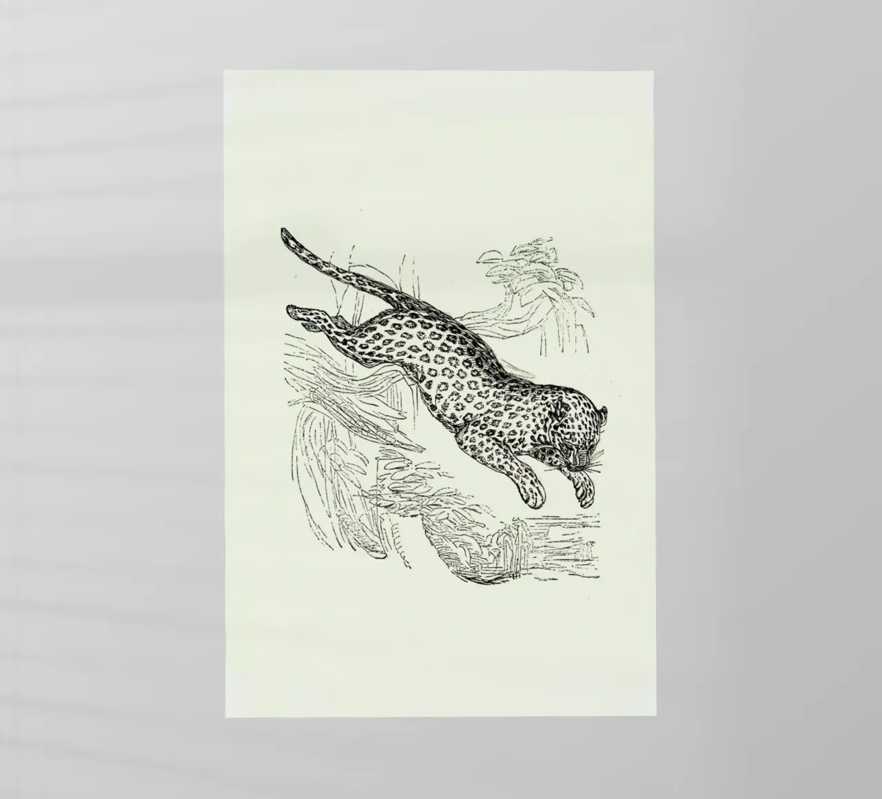 Leopard pellicola backlit da Flora & Fauna