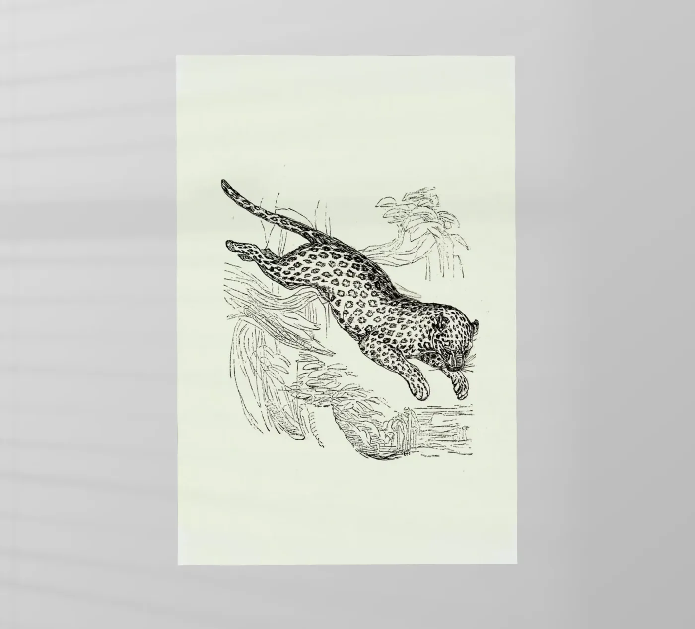 Leopard backlit folie van Flora & Fauna
