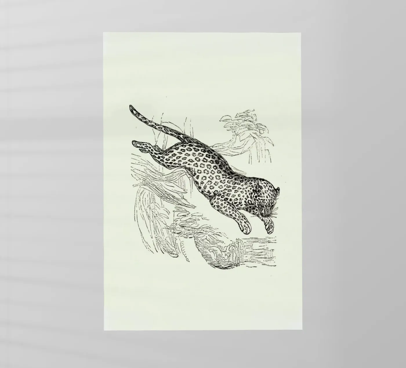 Leopard pellicola backlit da Flora & Fauna