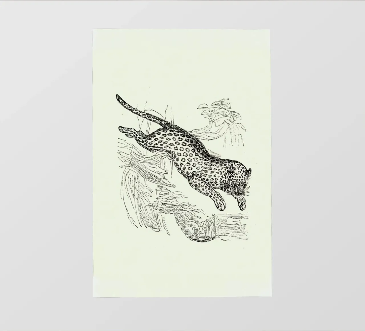 Leopard pellicola backlit da Flora & Fauna