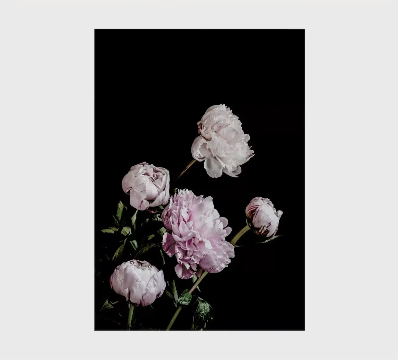 Peonies Pink and Black notebook by Flora & Fauna