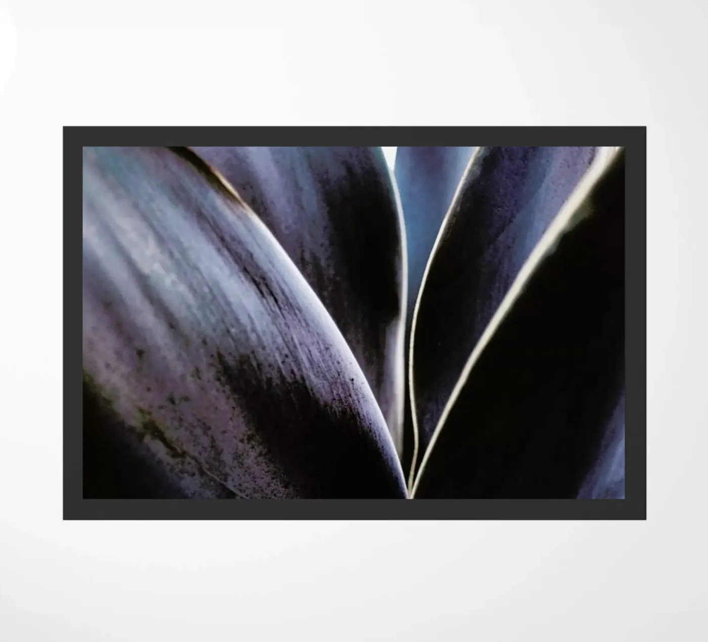 Blue Agave zerbino da Chris Abatzis