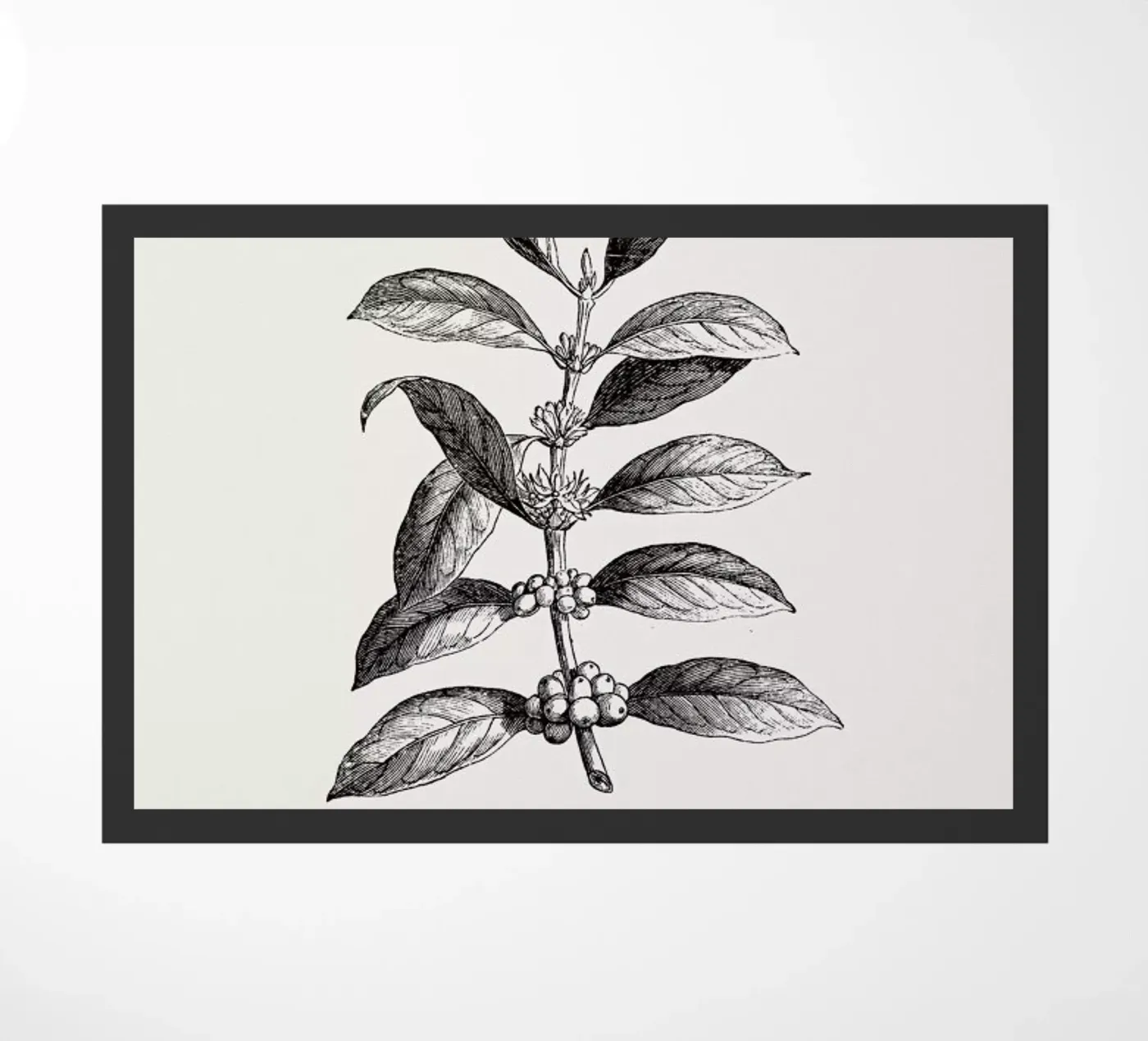Coffee Plant zerbino da Flora & Fauna