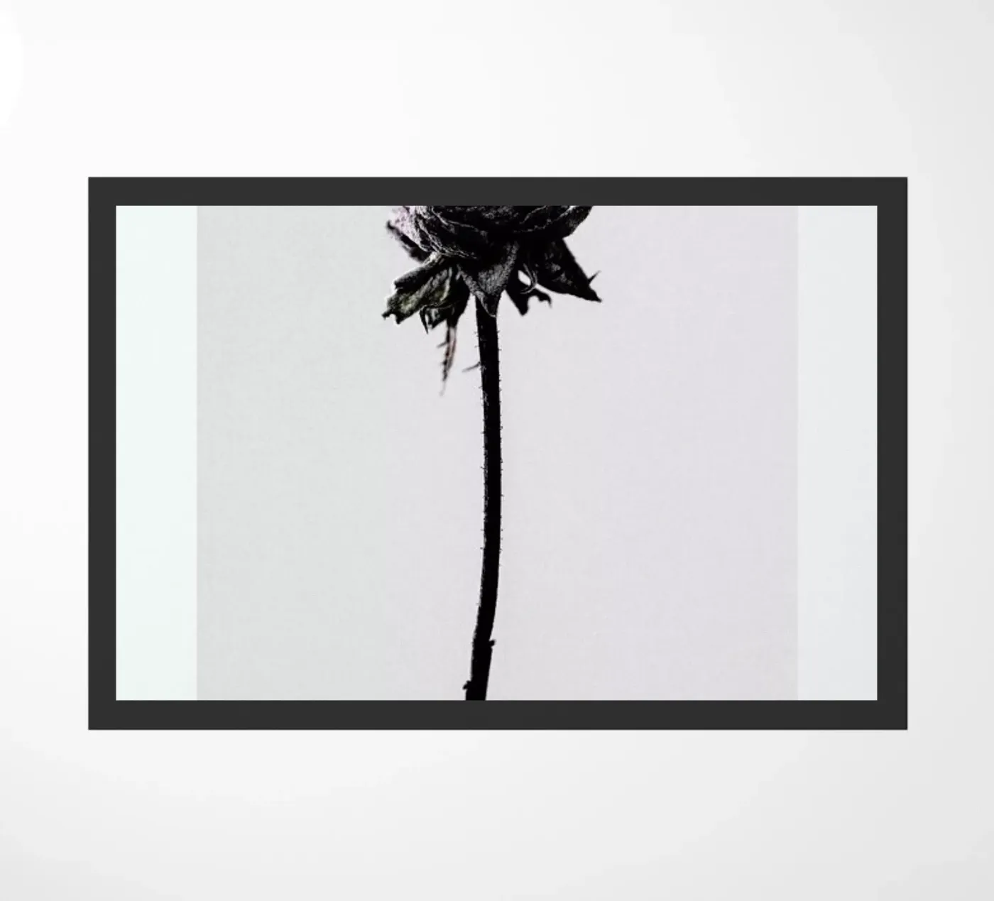 Wilted Flower zerbino da Flora & Fauna