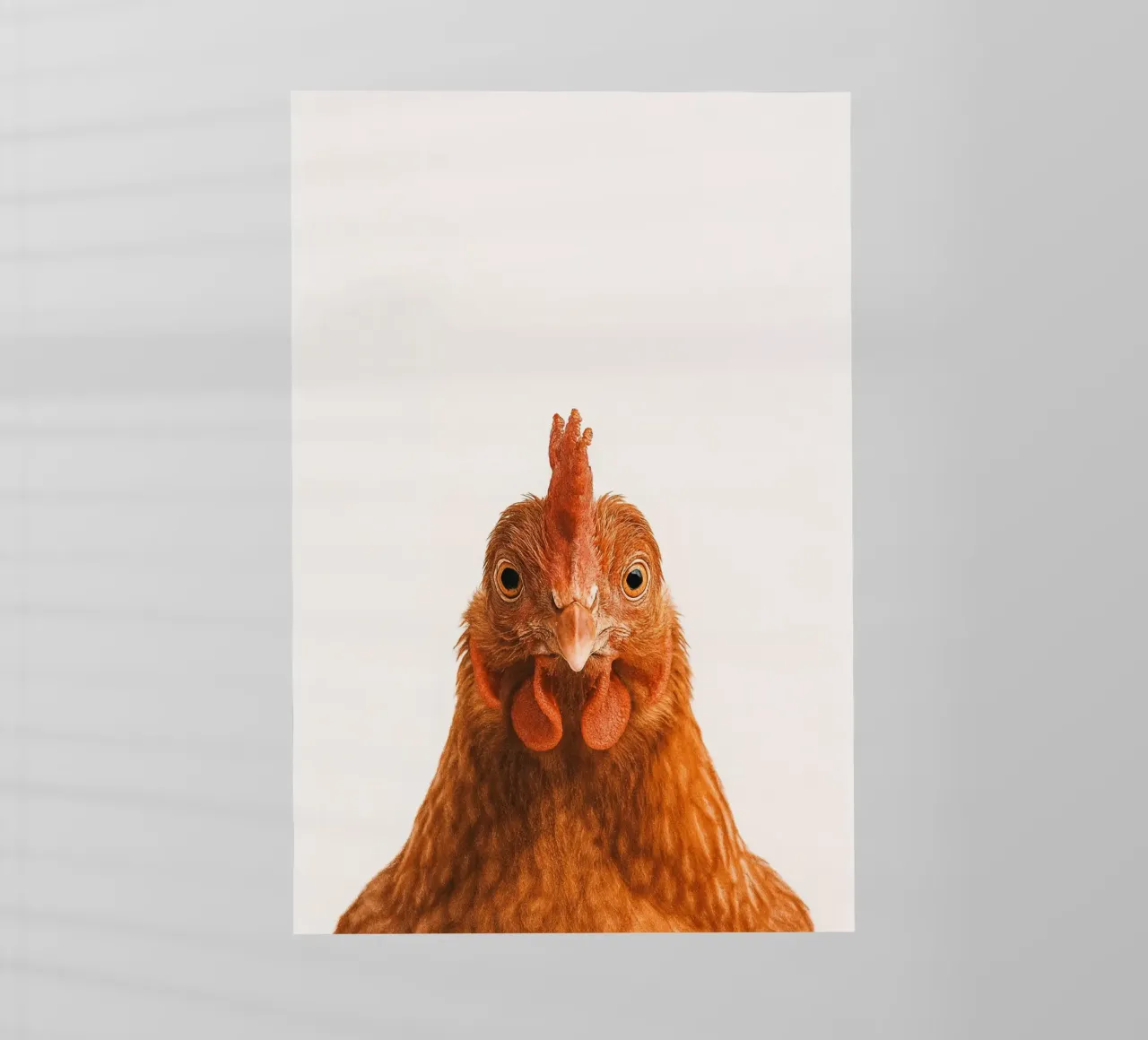 Studio Critter No. 12 - Cluck & Stare pellicola backlit da KidzStudio
