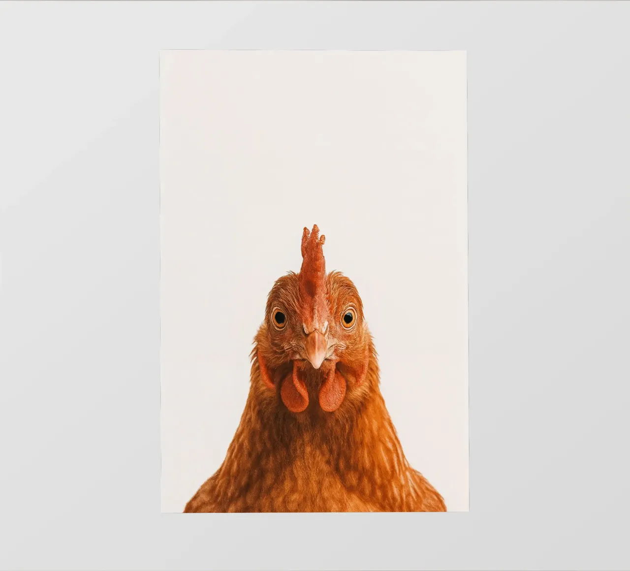Studio Critter No. 12 - Cluck & Stare pellicola backlit da KidzStudio