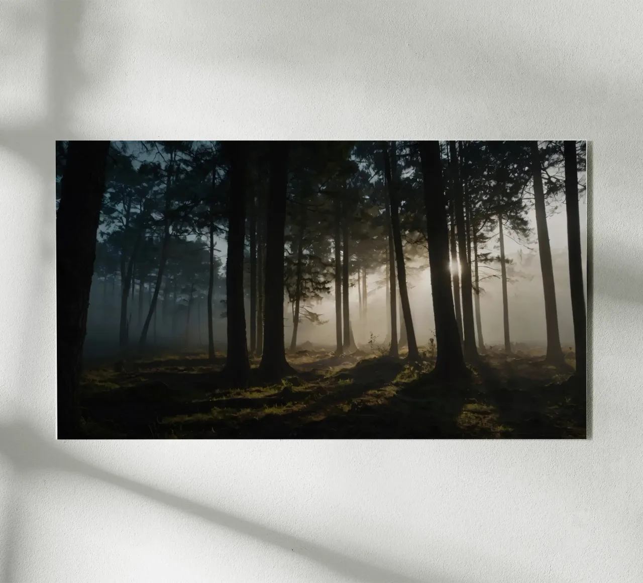 Lumière brumeuse du matin filtrant à travers les grands arbres plexiglas de DesignDoodle