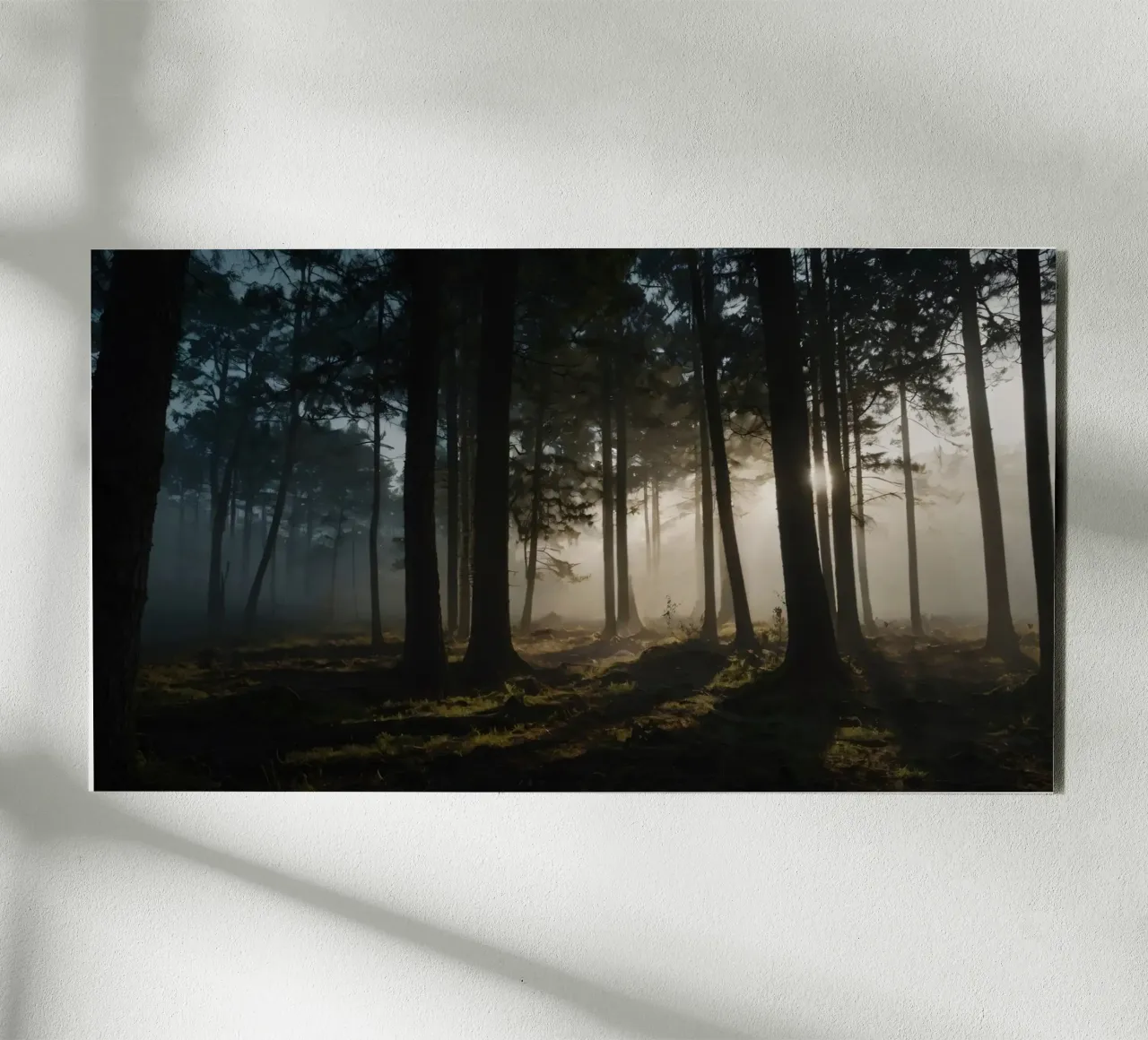 Lumière brumeuse du matin filtrant à travers les grands arbres alu dibond de DesignDoodle