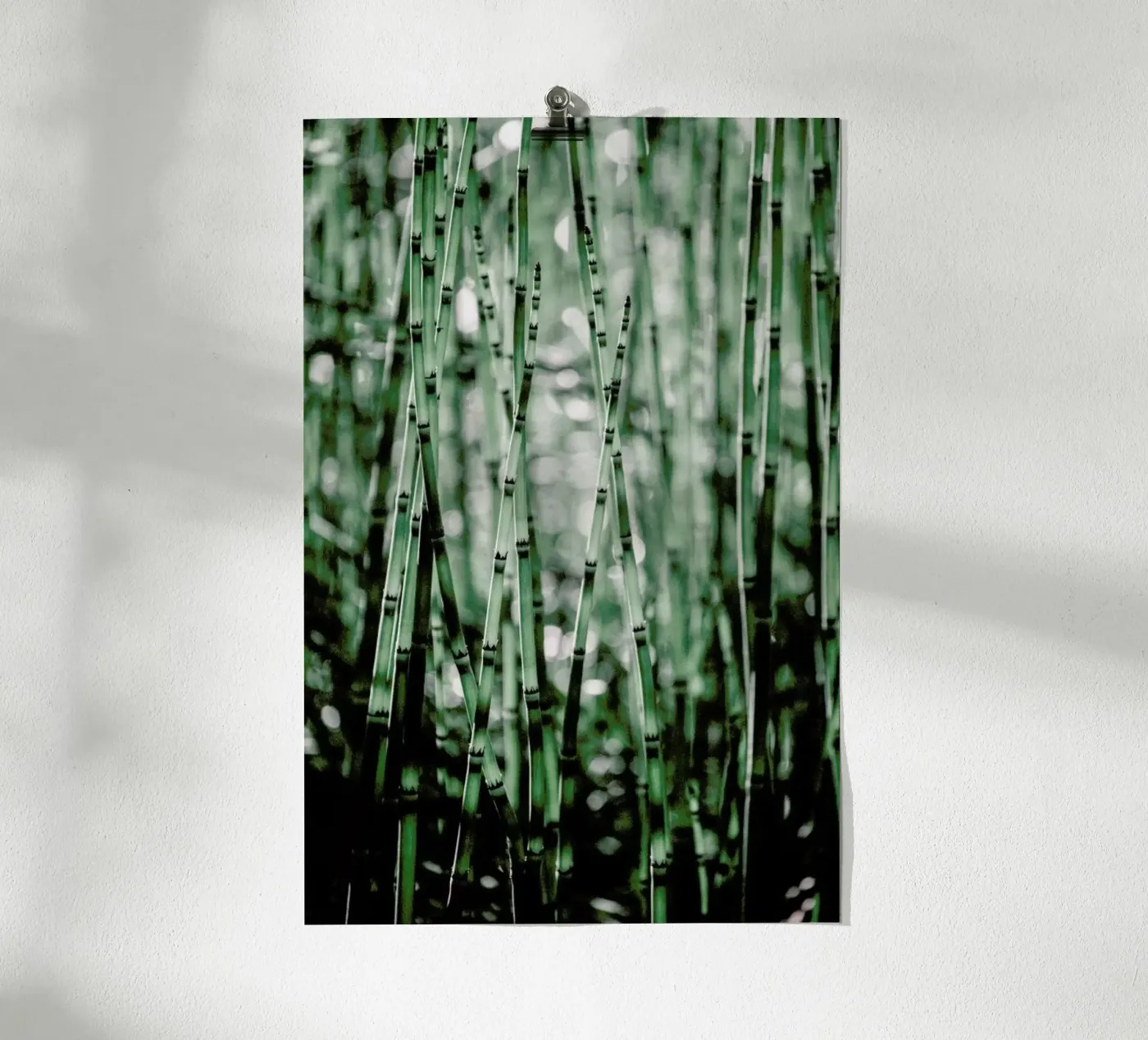 Green Bamboo poster da Flora & Fauna