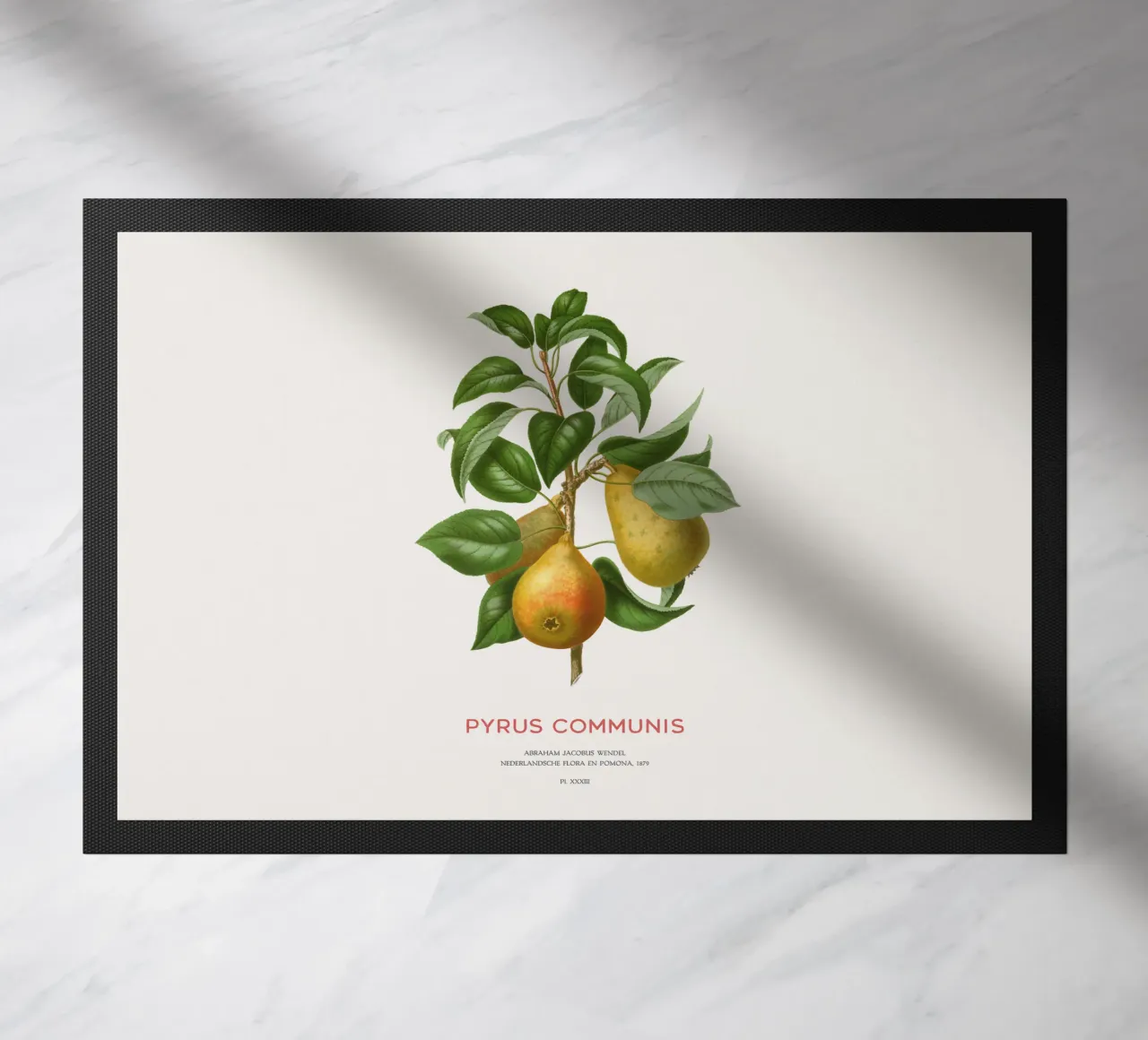 Acquerello botanico sulla pera zerbino da Vintagrafica