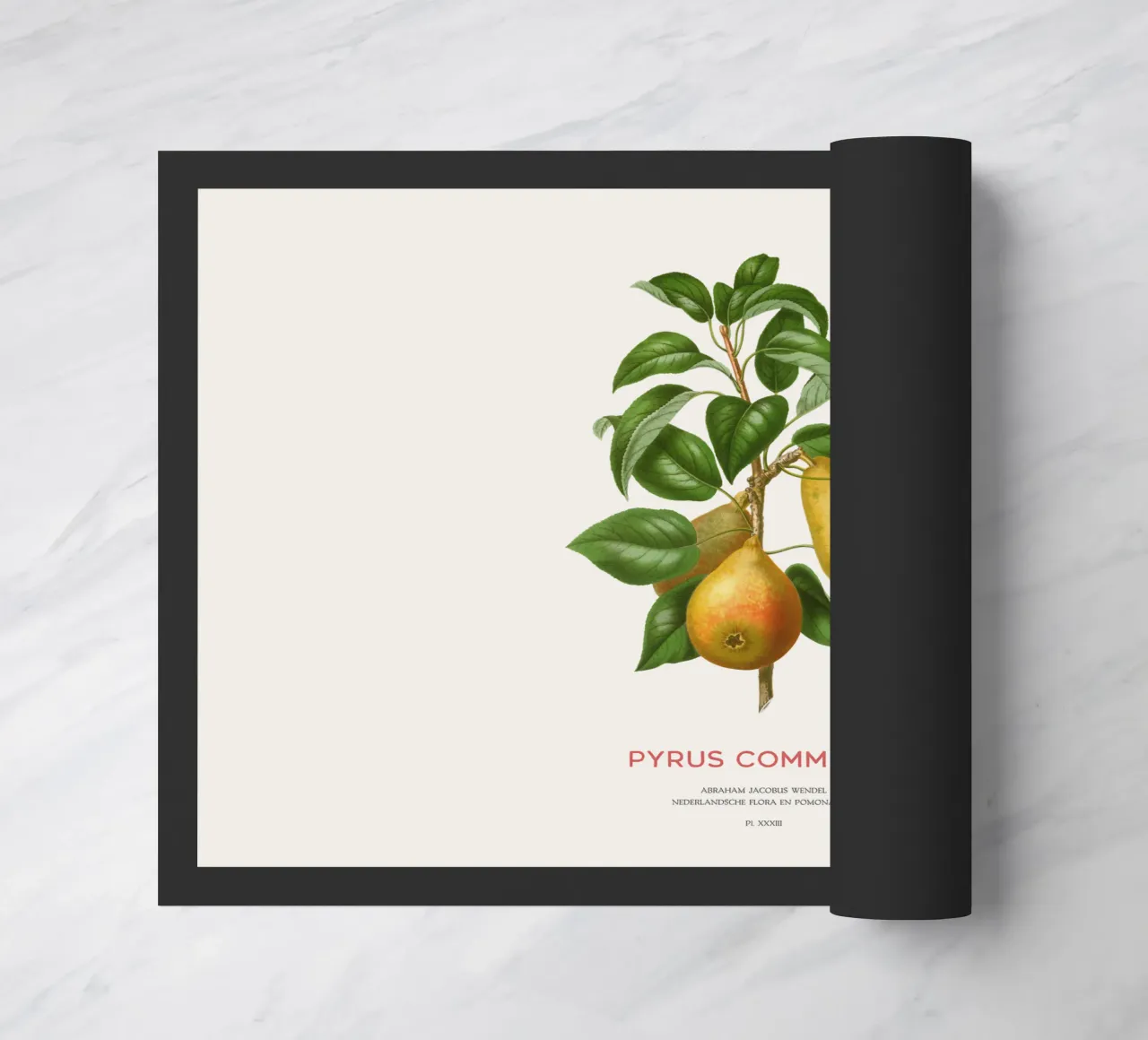 Acquerello botanico sulla pera zerbino da Vintagrafica